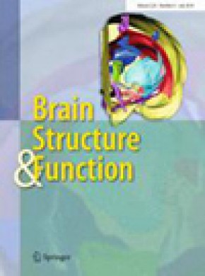 Brain Structure & Function期刊